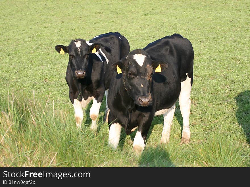 Irish cows waiting for milking time, black and white. Irish cows waiting for milking time, black and white