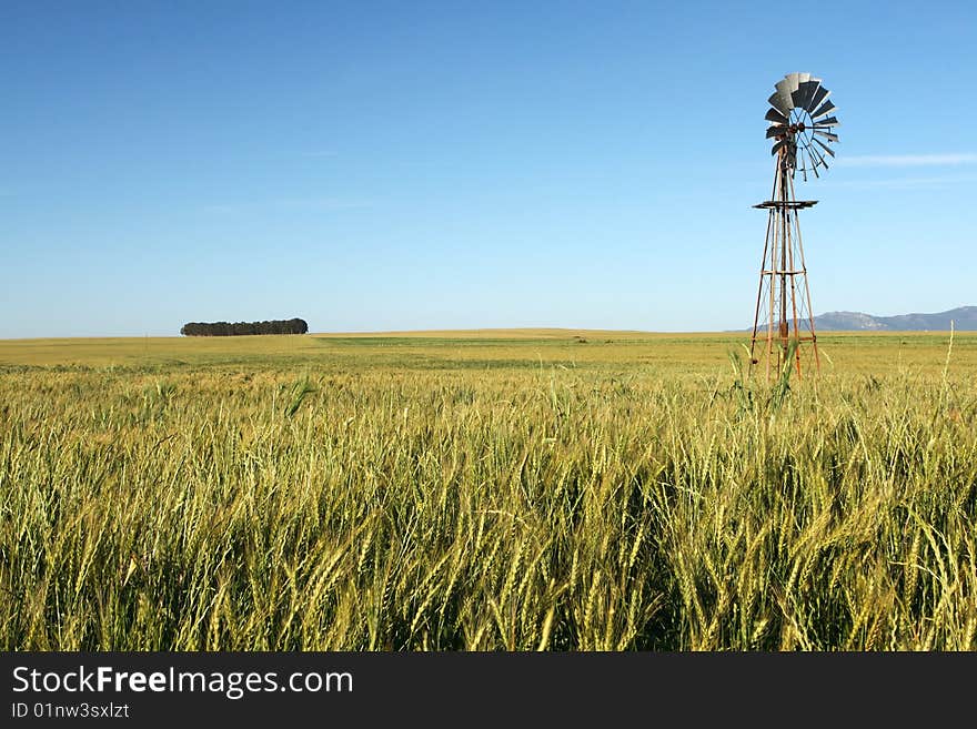 A wind pump in a green wheat field against a blue sky