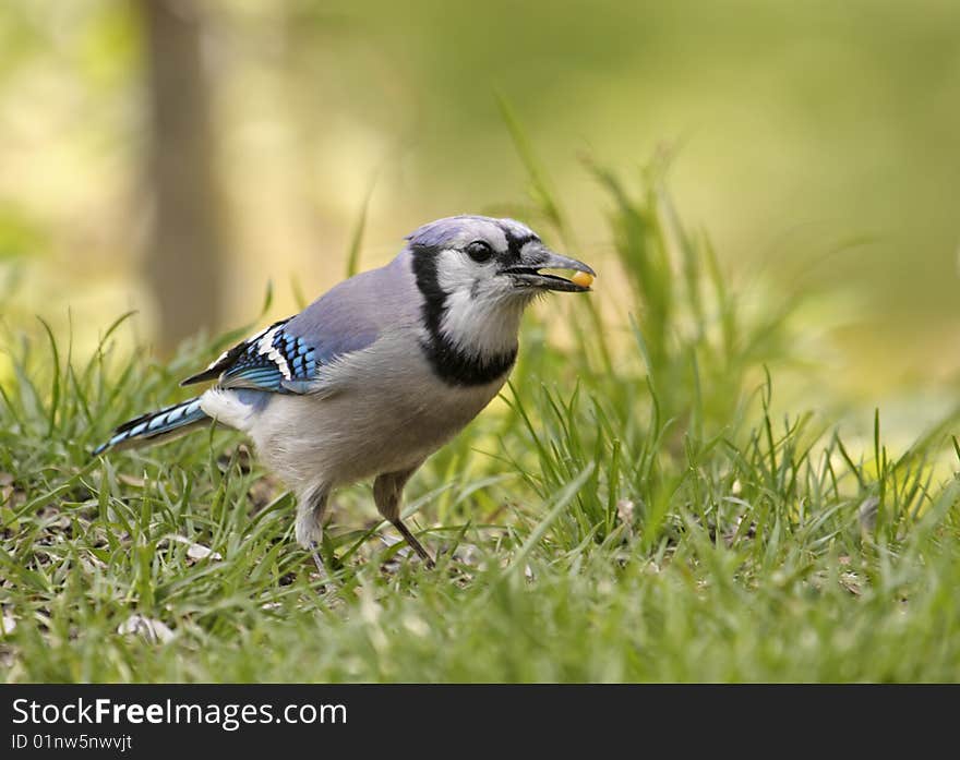 Blue jay on the ground with food in its beak