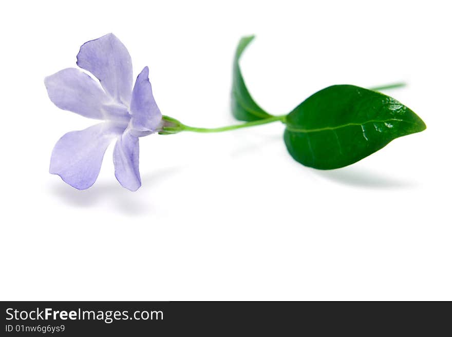 Dark blue flower on a white background. Dark blue flower on a white background