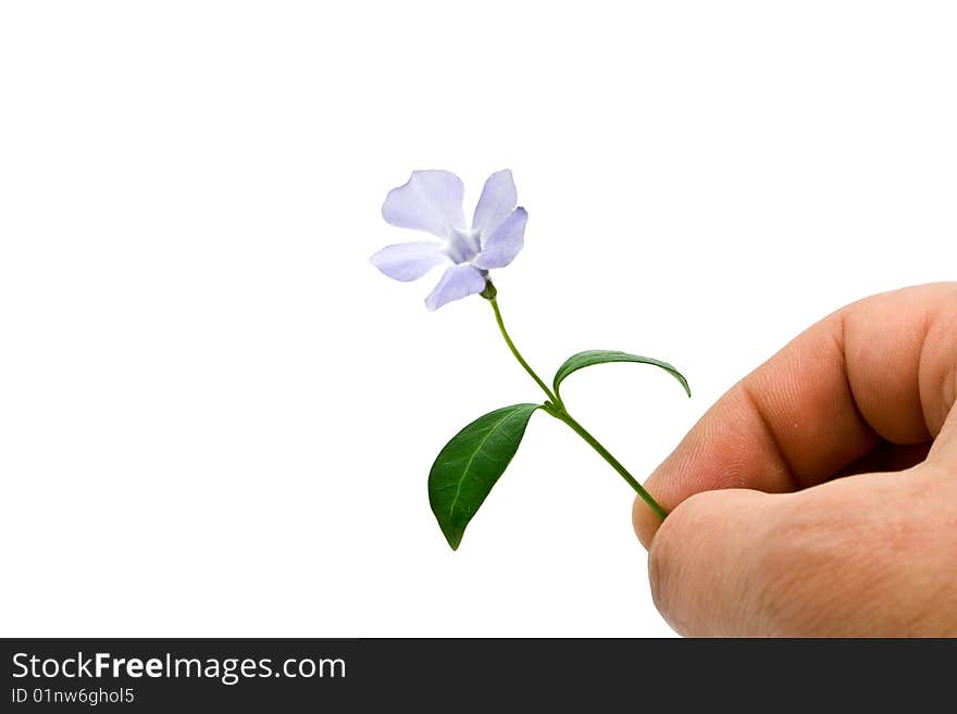 Dark blue flower on a white background. Dark blue flower on a white background