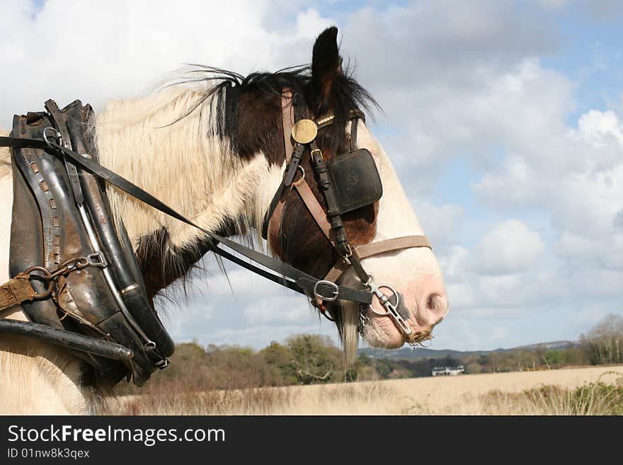 Irish horse carrying the carriage, nice sunny weather. Irish horse carrying the carriage, nice sunny weather