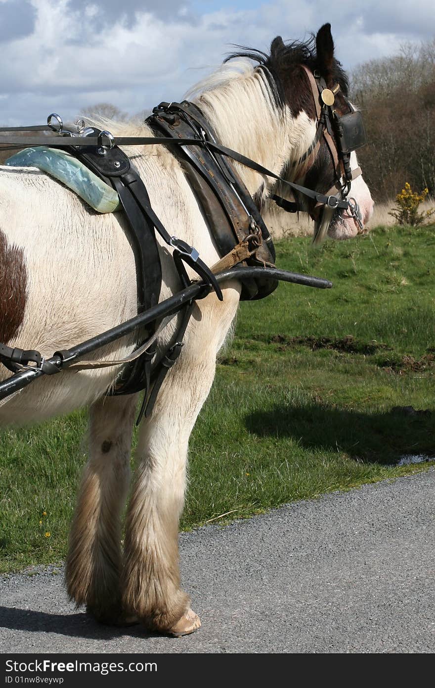 Irish horse carrying the carriage, nice sunny weather. Irish horse carrying the carriage, nice sunny weather