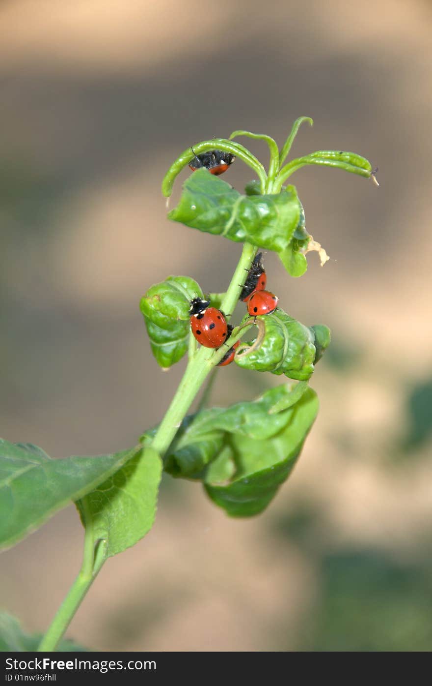 Ladybugs