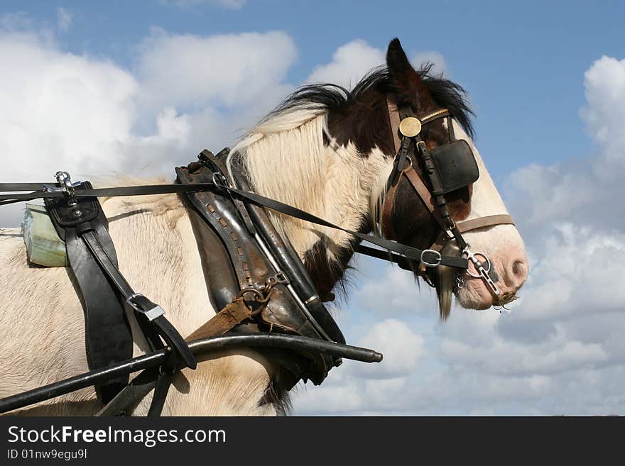 Irish horses pulling the carriage through irish. Irish horses pulling the carriage through irish