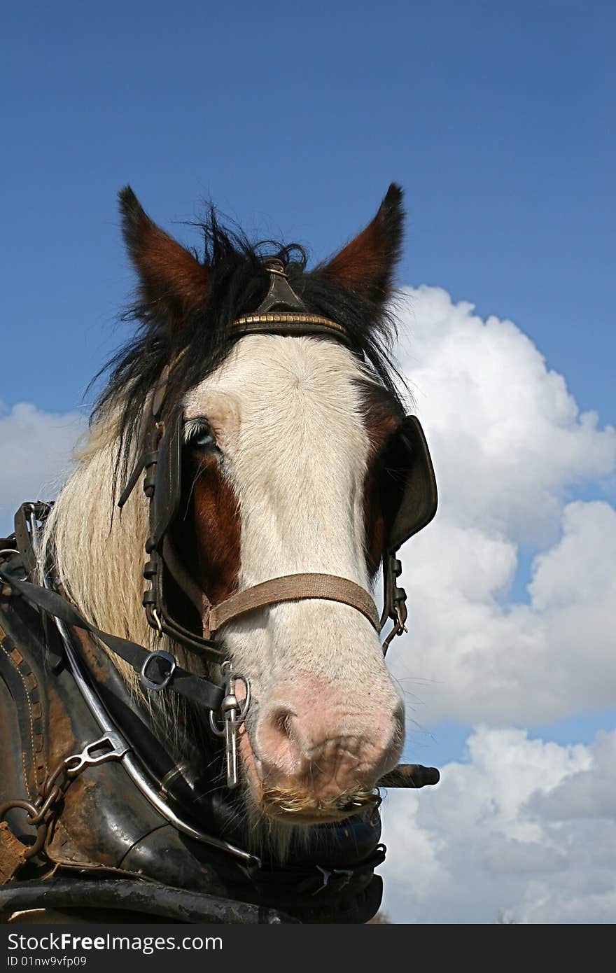 Irish horse working hard