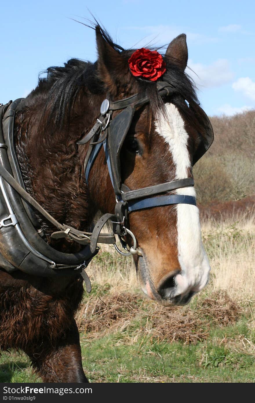 Irish horse and red rose