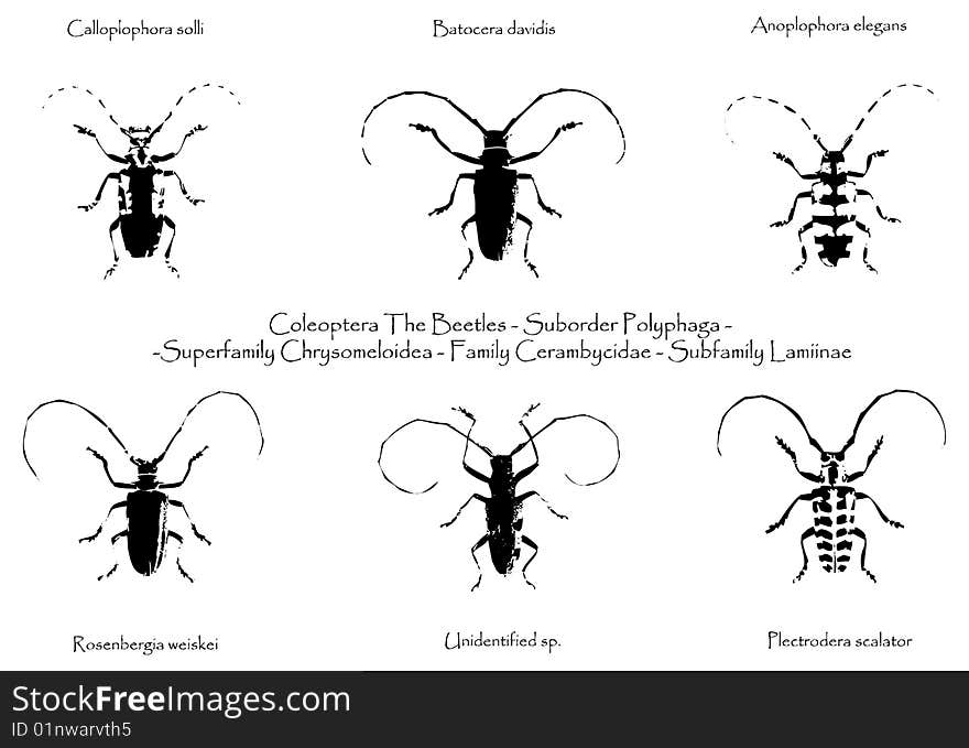 Insect Vector 1