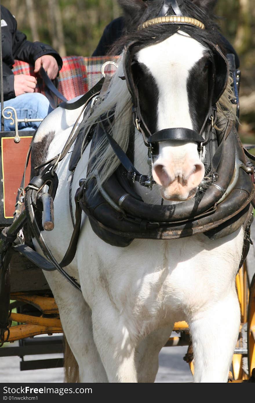 Irish horse carrying the carriage, nice sunny weather. Irish horse carrying the carriage, nice sunny weather