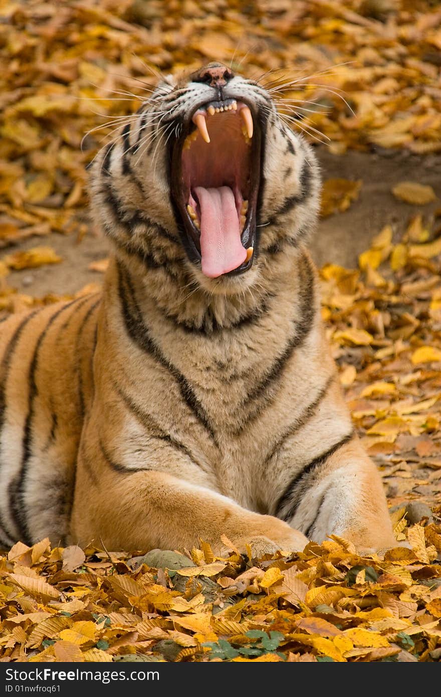 Roaring tiger on autumn colored background.