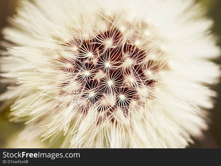 Dandelion the close plan removed on macro