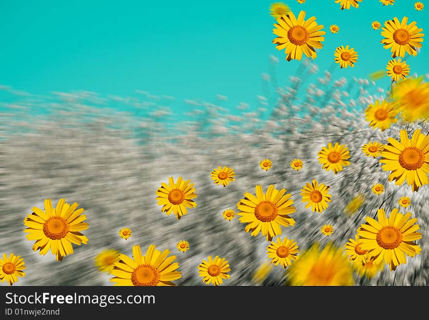 Daisies and perfect sky whit movment