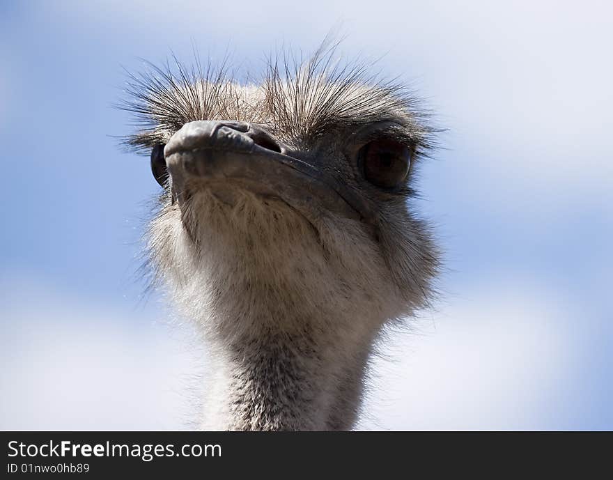 Ostrich portrait