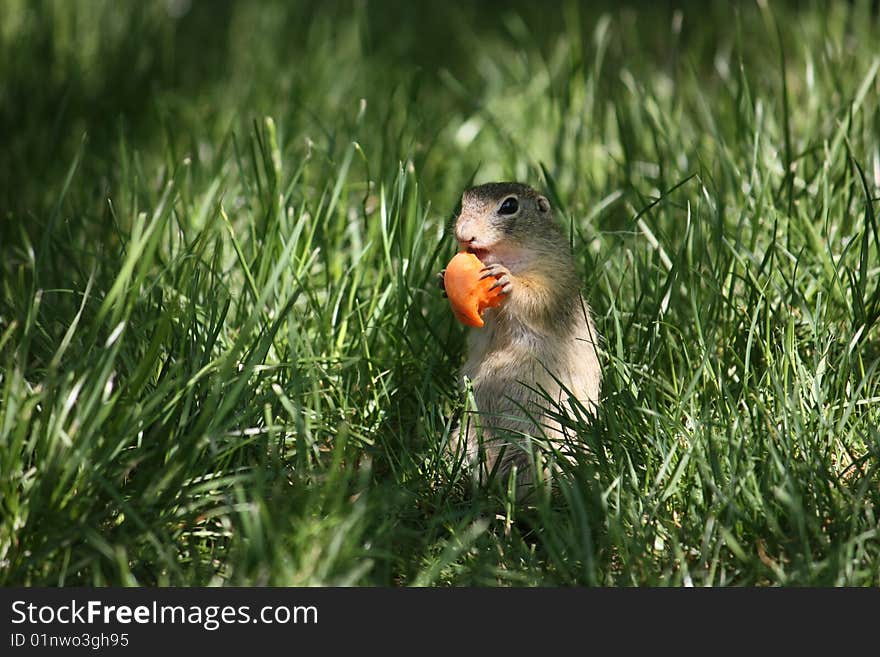 Black-tailed prairie dogs