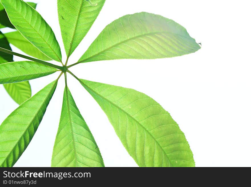 The surface of green leaf with foliage. The surface of green leaf with foliage