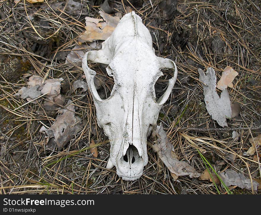 Skull of an animal in the forest