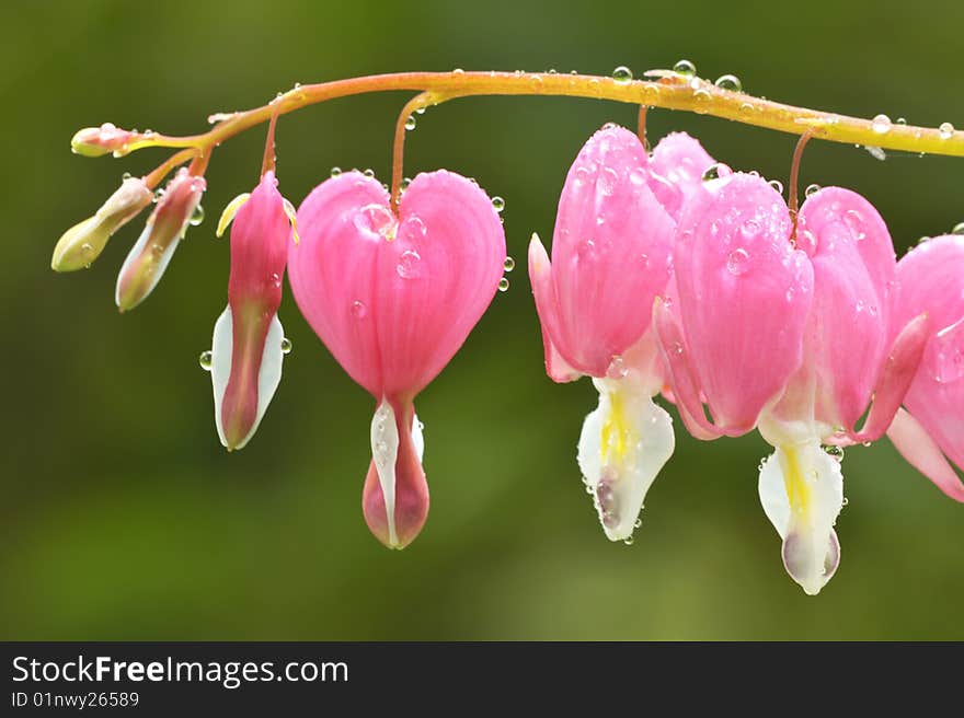 Is the close-up of flowers in full bloom