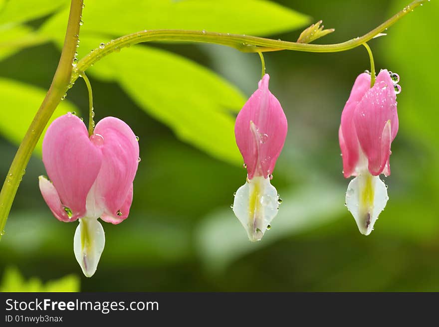 Is the close-up of flowers in full bloom