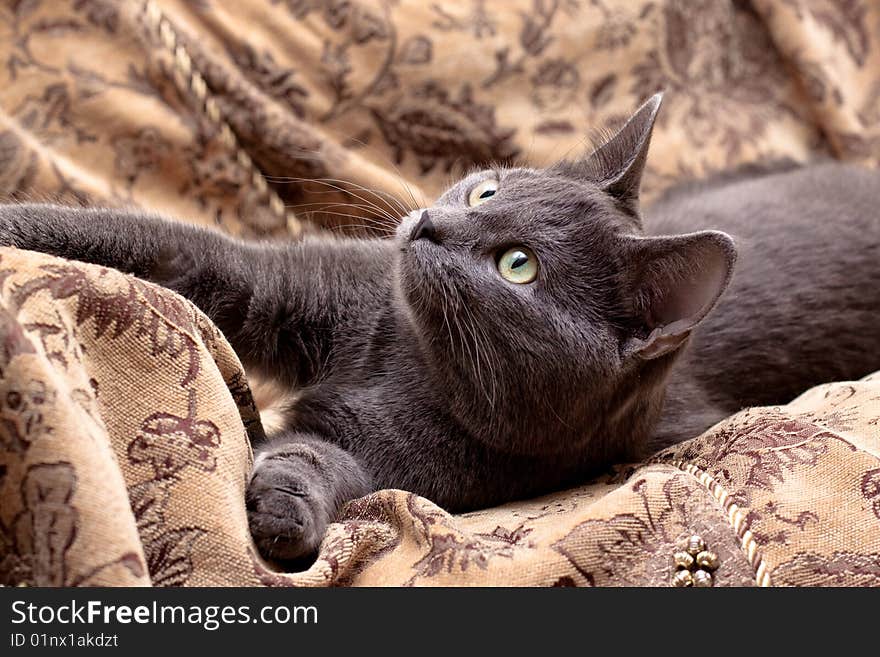 Grey cat lying on gobelin. Grey cat lying on gobelin