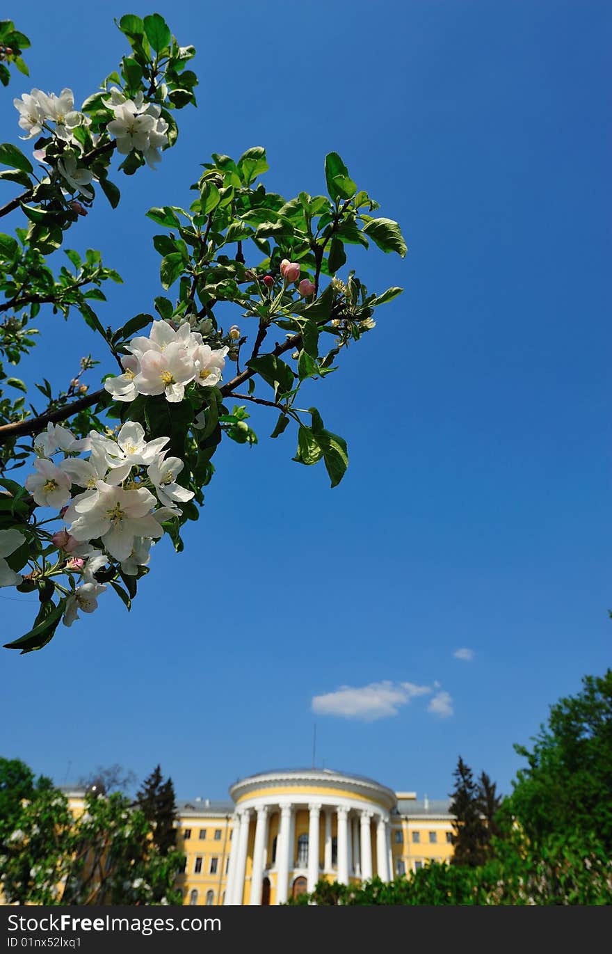 Photograph of white blossoms with the palace on a background