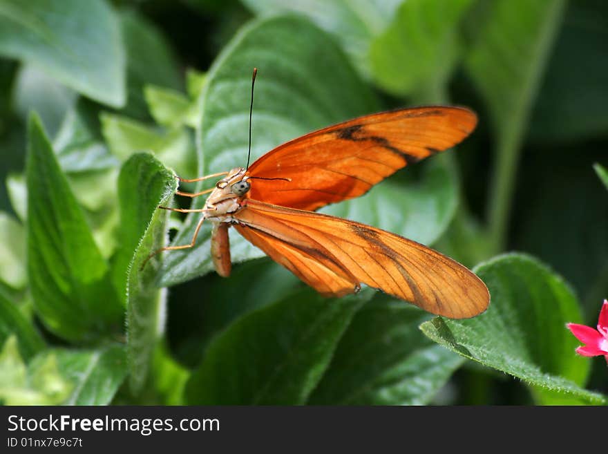 Butterfly, Dryas iulia, Julia Heliconian, Resting Sideways On A Leaf. Butterfly, Dryas iulia, Julia Heliconian, Resting Sideways On A Leaf