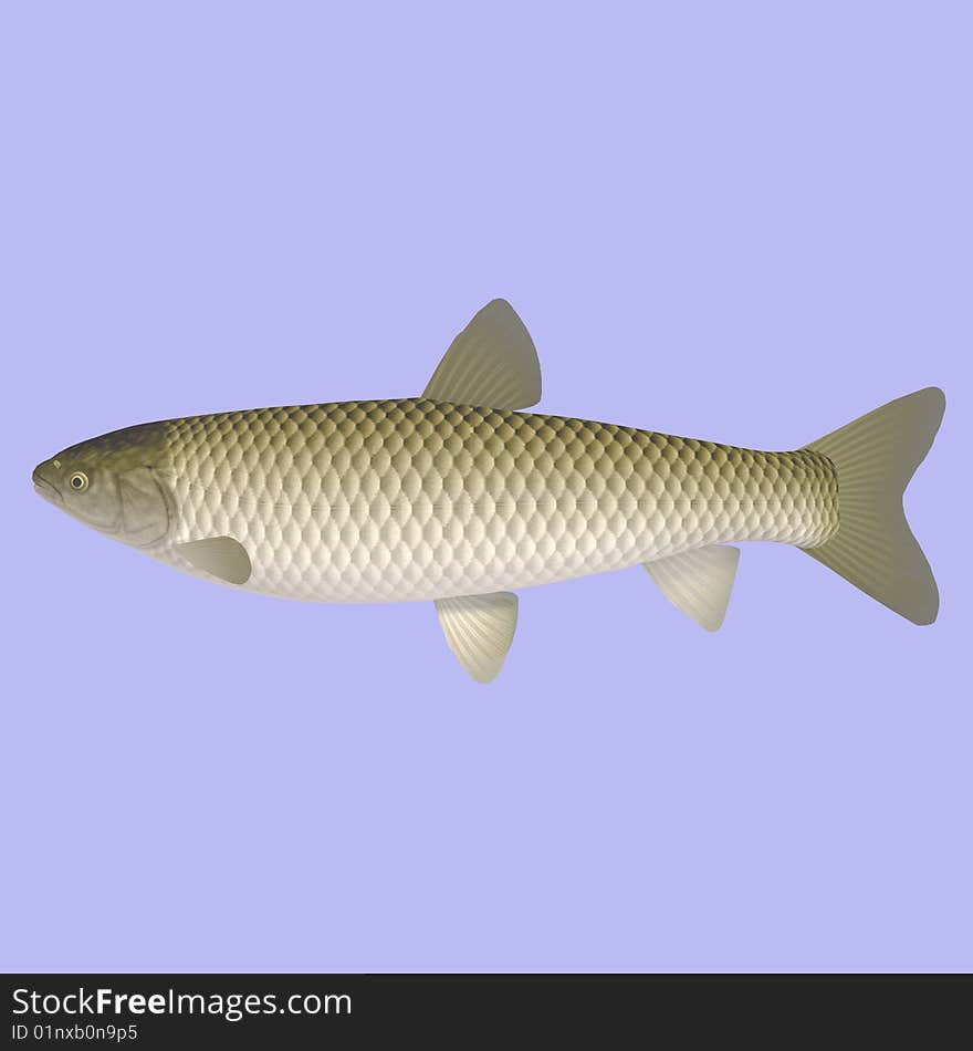 Ctenopharyngodon idella fish in water With Clipping Path