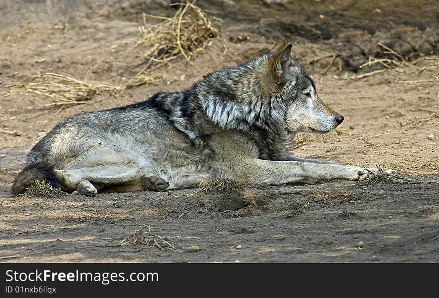 Grey wolf. Latin name - Canis lupus. Grey wolf. Latin name - Canis lupus