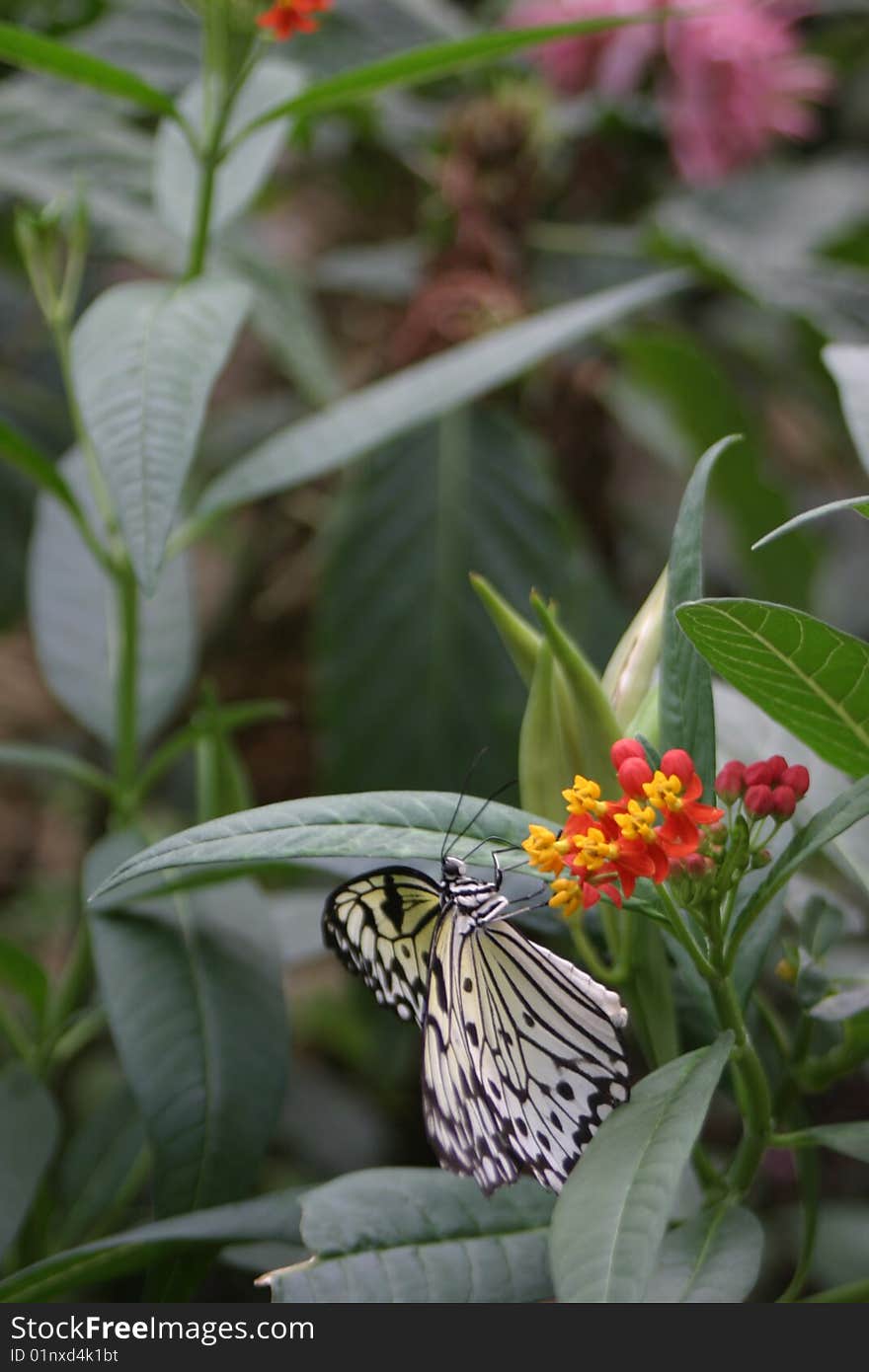 Butterfly