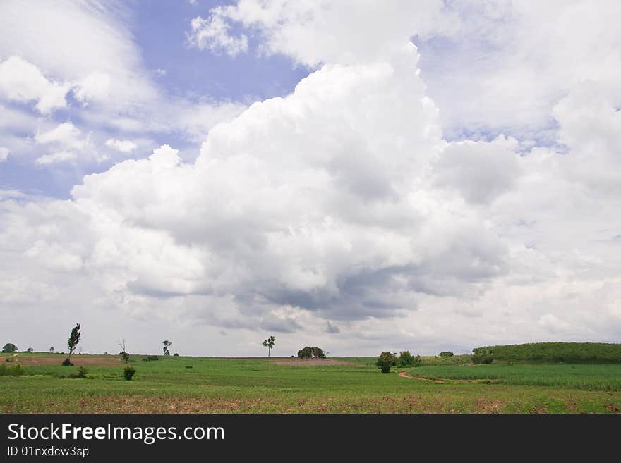 Tropical field in summer