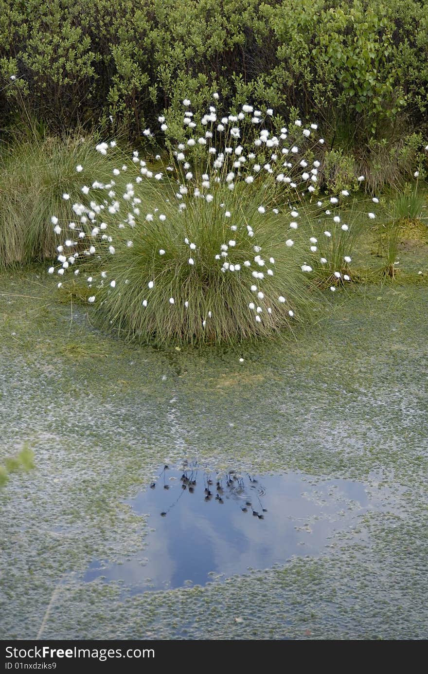 Cotton grass in the wittemoor in spring