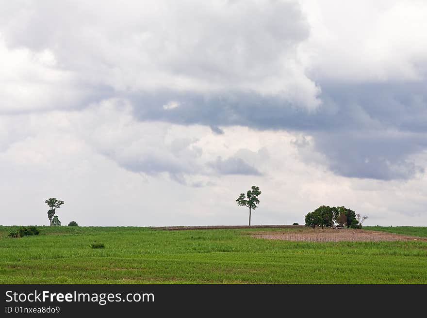 Tropical field in summer