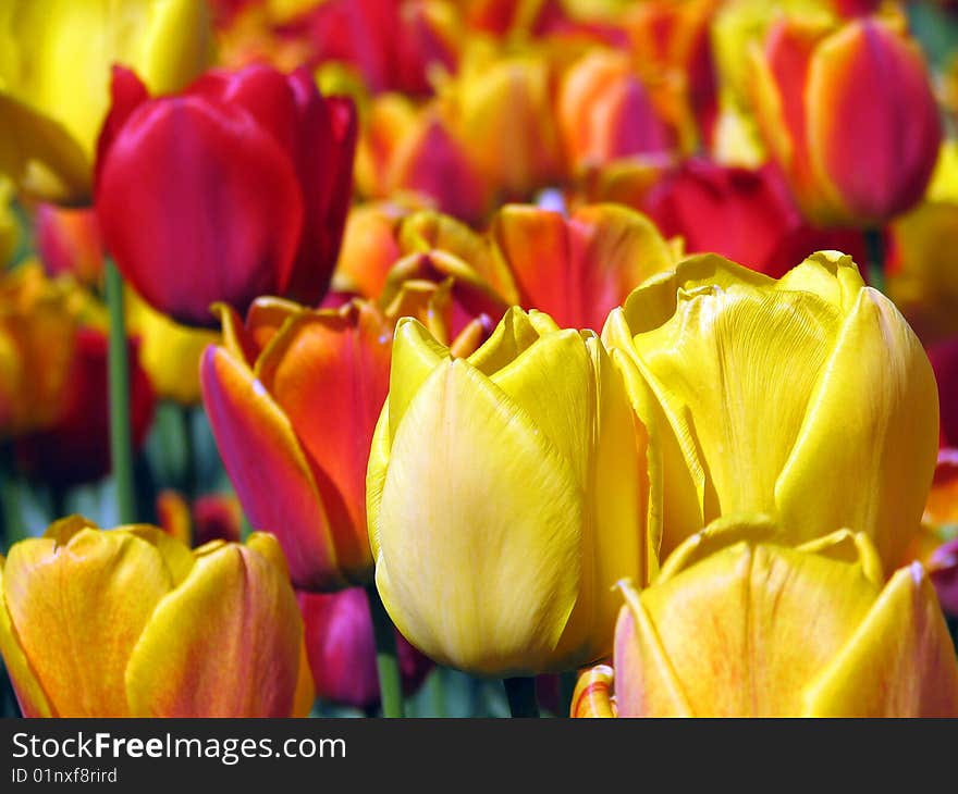 Blossoming tulip for garden, spring