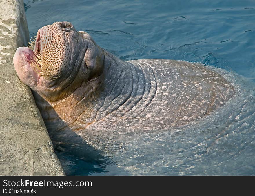 Walrus. Latin name - Octobenus rosmarus divergens. Walrus. Latin name - Octobenus rosmarus divergens