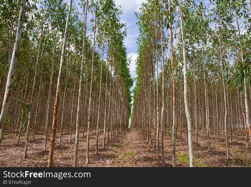 Eucalyptus planting for paper industry in Thailand. Eucalyptus planting for paper industry in Thailand