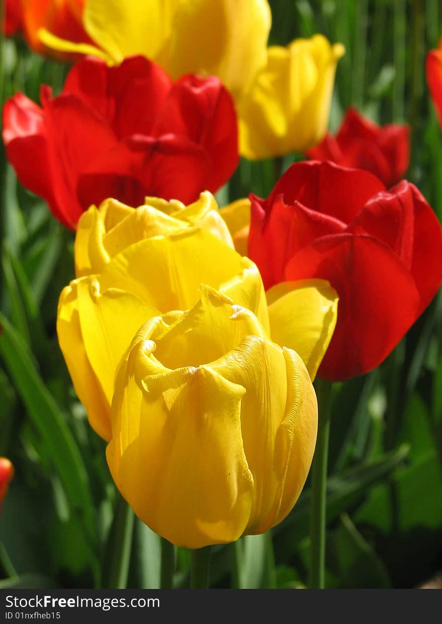 Blossoming tulip for garden, spring