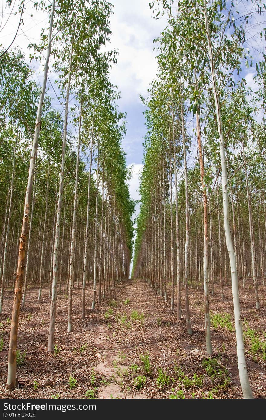 Eucalyptus planting for paper industry in Thailand. Eucalyptus planting for paper industry in Thailand