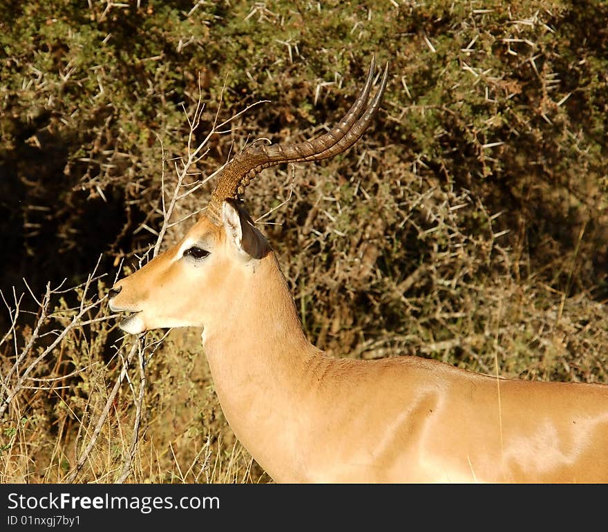 Male Impala Antelope (Aepyceros Melampus) in the Kruger Park, South Africa. Male Impala Antelope (Aepyceros Melampus) in the Kruger Park, South Africa.