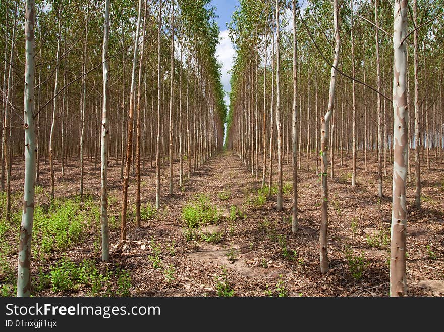 Eucalyptus planting for paper industry in Thailand. Eucalyptus planting for paper industry in Thailand