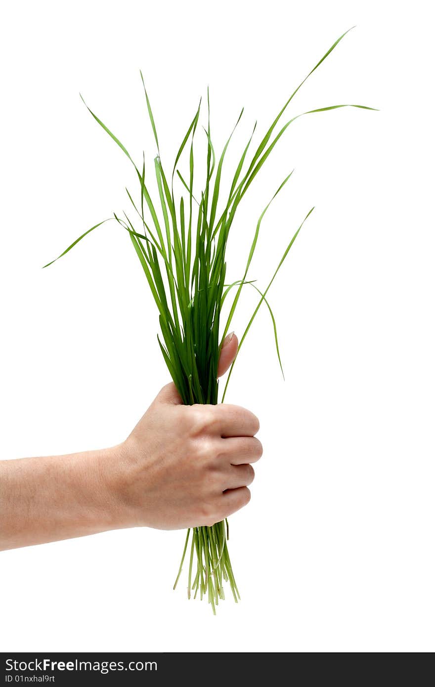 Bunch of the green herb in hand on white background. Bunch of the green herb in hand on white background