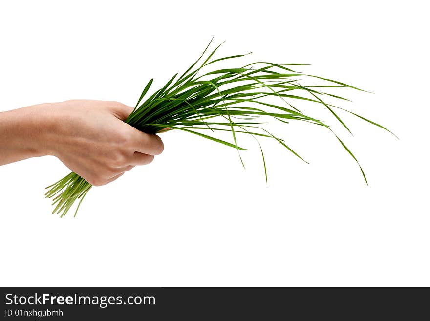 Bunch of the green herb in hand on white background