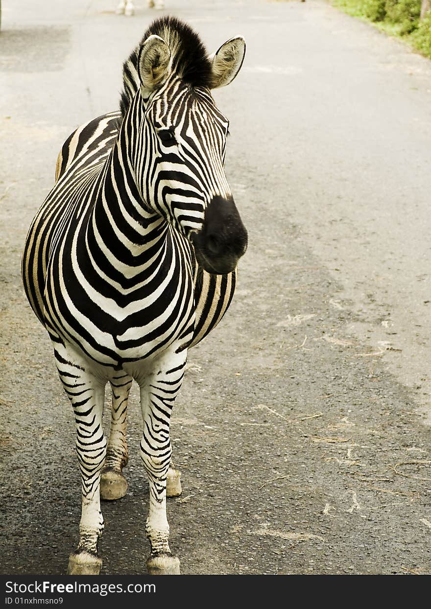 African zebra