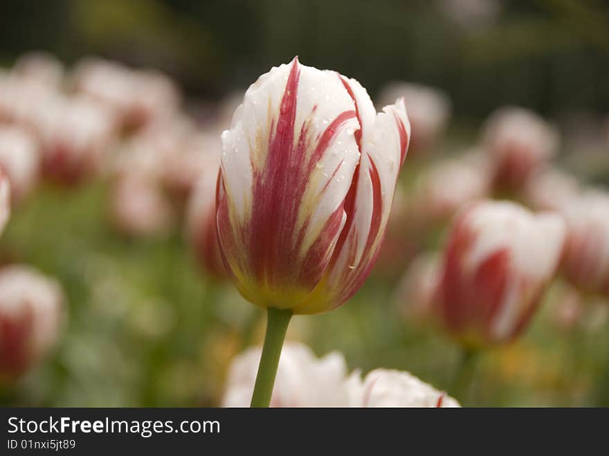 Tulip with raindrops