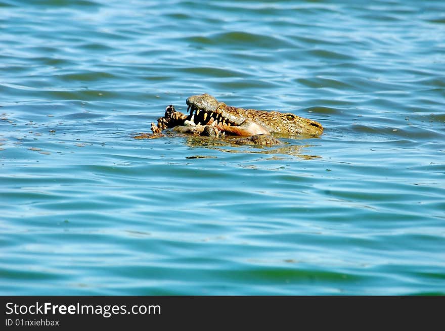 Nile crocodile in a river in South Africa, with an Impala antelope it had just caught.