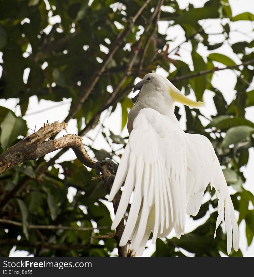 Beautiful white parrot in a tree. Beautiful white parrot in a tree