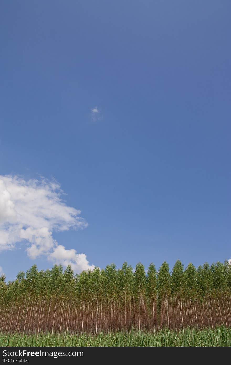 Eucalyptus forest in north-east of Thailand