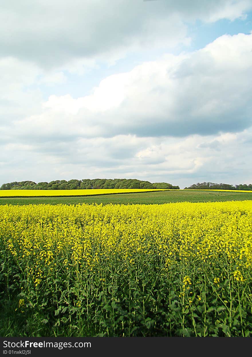 Yellow fields and the dark blue sky. Yellow fields and the dark blue sky