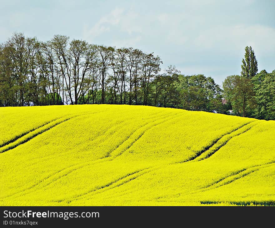 Yellow fields and the dark blue sky