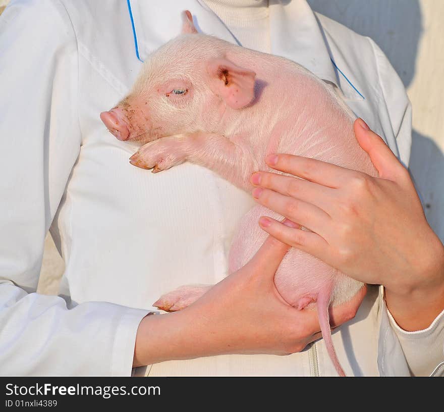 Pig in female hands