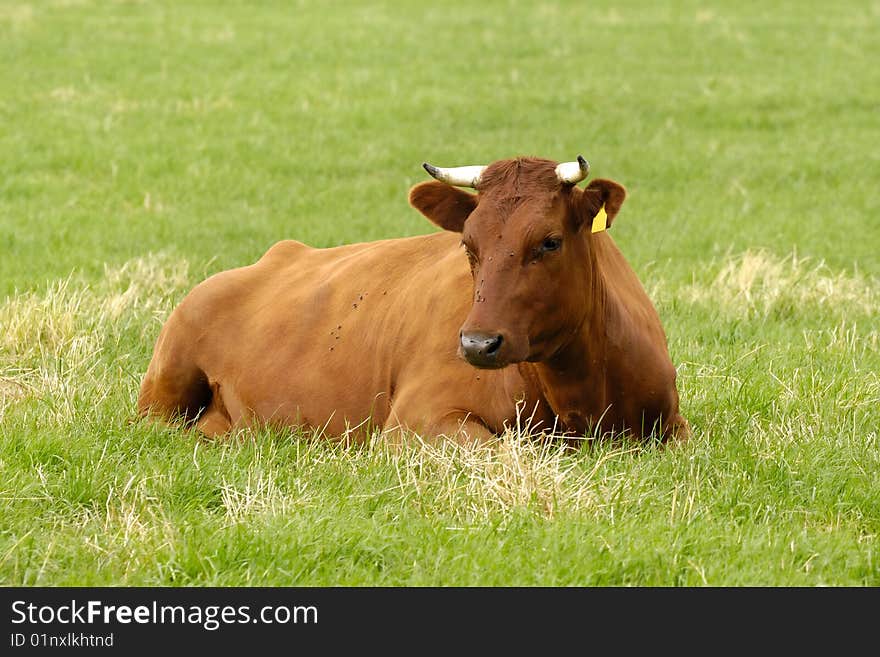 Cow is resting on a green grass field. Cow is resting on a green grass field