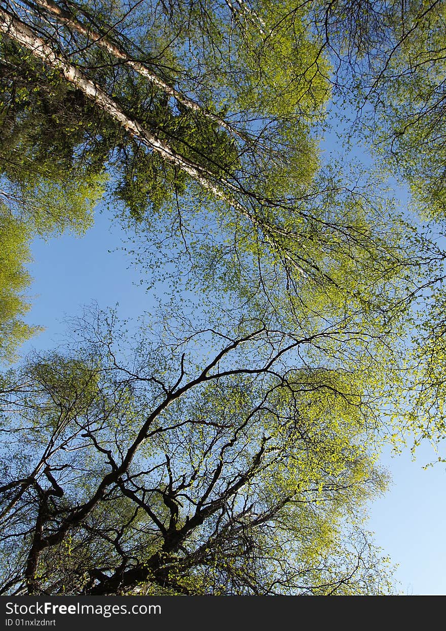 Springtime views of trees from below. Springtime views of trees from below